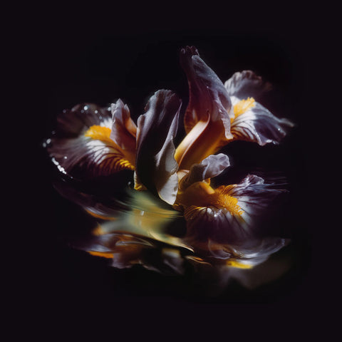 RAEIN - Forme Sommerse LP PRE ORDER