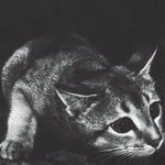 CINDY - s/t LP