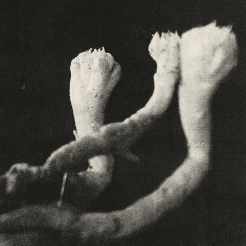 LÄUTEN DER SEELE - Unterhaltungen mit Larven und Überresten LP