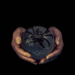 BUCK GOOTER - The Spider’s Eyes LP